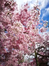 Close-up of pink cherry blossom