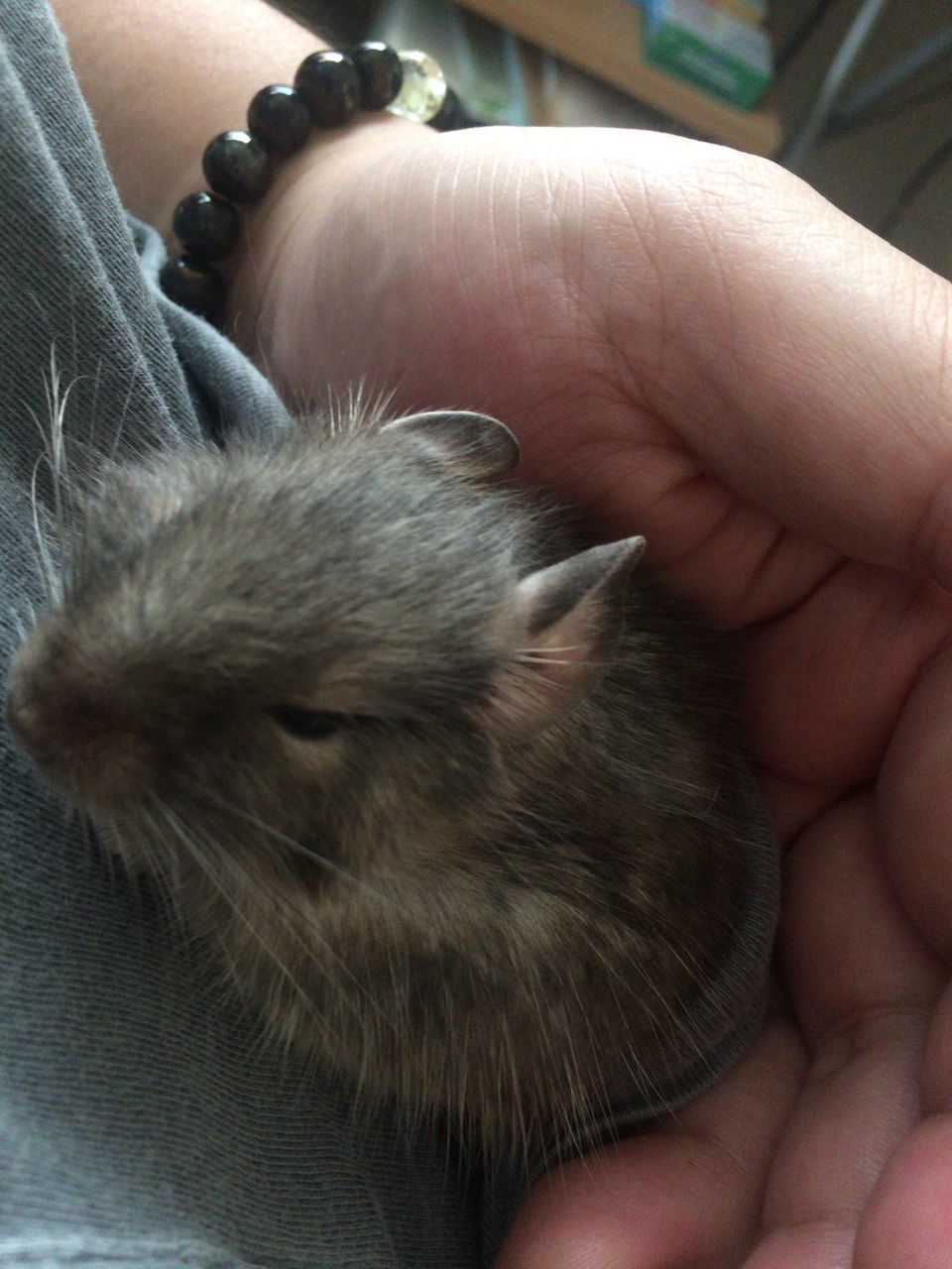 CLOSE-UP OF HUMAN HAND HOLDING CAT