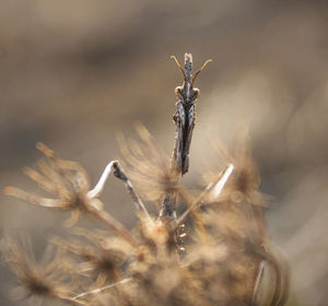 Close-up of a empusa pennata mantis