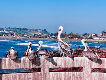 Seagulls perching on wood against sea