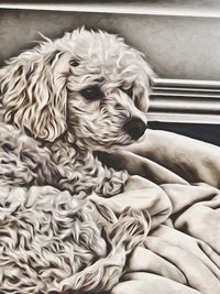 pets