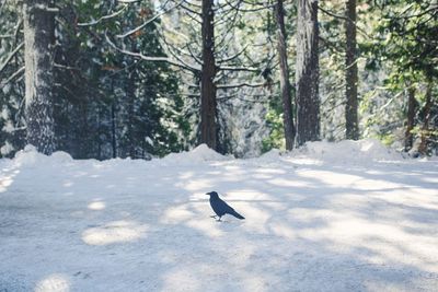 Bird on snow covered trees