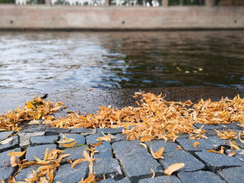 Close-up of autumn leaves on river