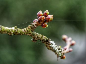 Close-up of a flower buds