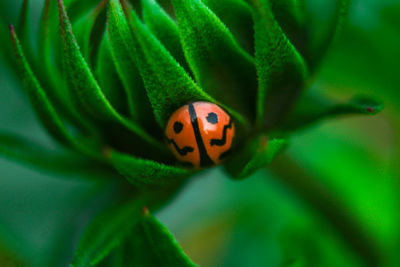 Close-up of ladybug on leaf