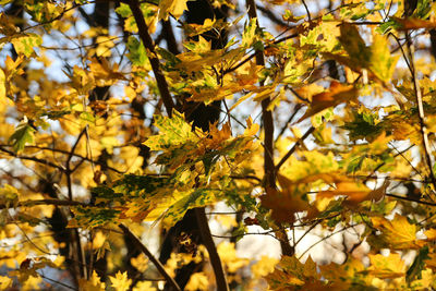 Low angle view of yellow maple leaves on tree