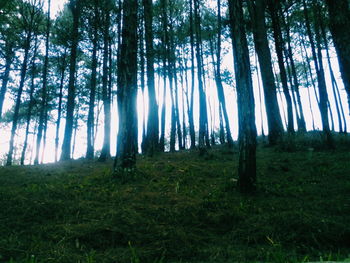 Trees in forest