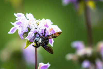 Close-up of bee pollinating on purple flower