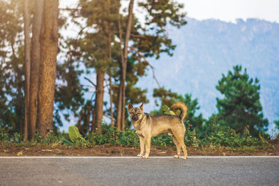 Dog standing on mountain road pine forest dog standing on road in the morning