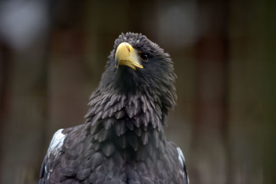 Close-up portrait of eagle