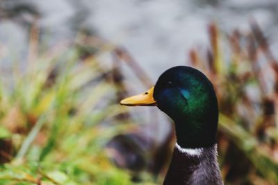 Close-up side view of a bird