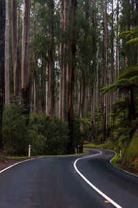 Road amidst trees in forest