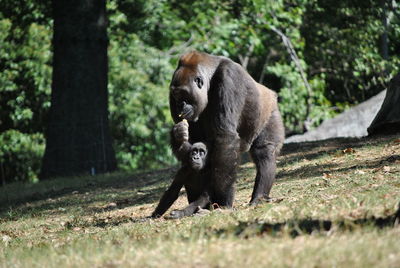 Monkeys in forest