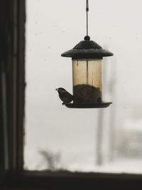 Close-up of bird on feeder