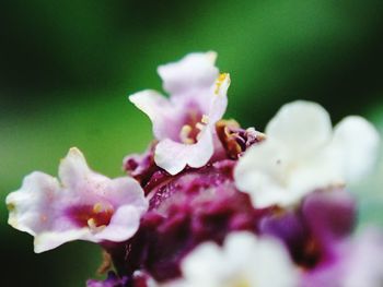 Close-up of pink flowers blooming outdoors