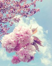 Close-up of pink flowers blooming on tree against sky