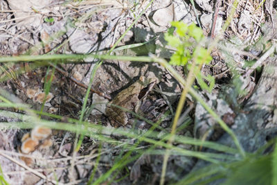 Close-up of lizard on field