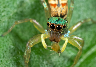 Close-up of spider