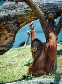 Orang utan sitting on tree trunk in zoo