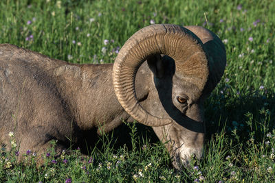 View of an animal on field