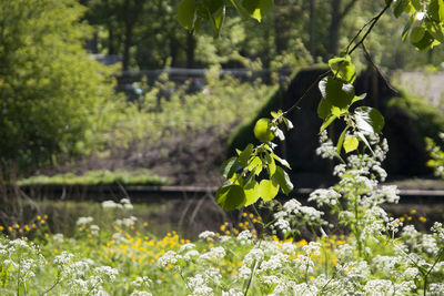 Natural looks in den haag, holland