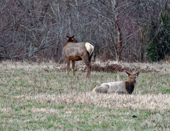 Deer standing on field in forest