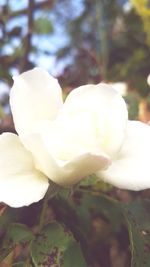 Close-up of white rose flower