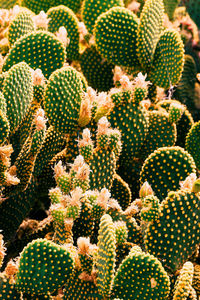 Cactus. cactus lover. plant creative concept