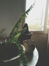 Close-up of potted plant on window sill
