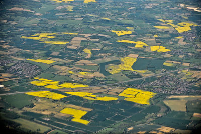 Aerial view of yellow field