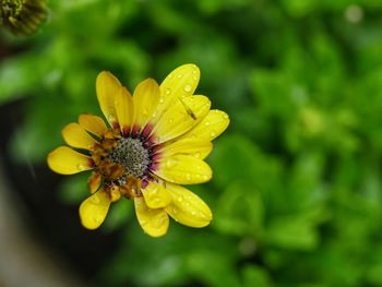 High angle view of yellow flower in bloom