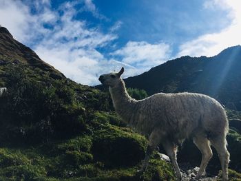 Giraffe in a mountain against sky