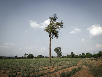 Tree on field against sky