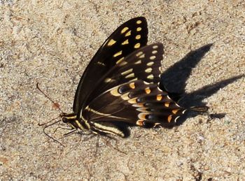 Close-up of butterfly on leaf