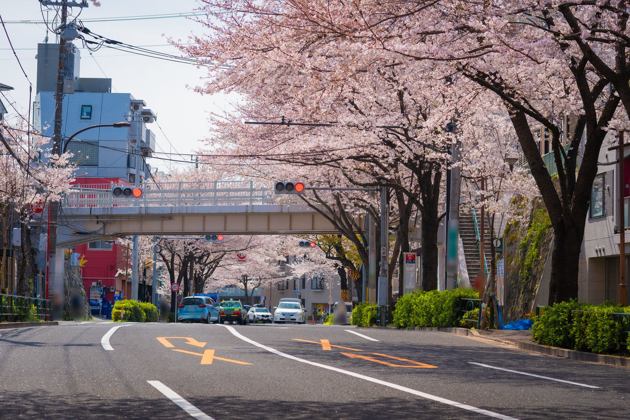 VIEW OF CHERRY BLOSSOM IN STREET