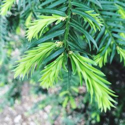 Close-up of leaves