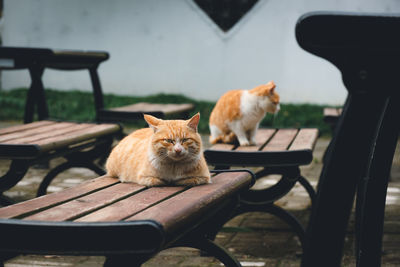 Cat on bench