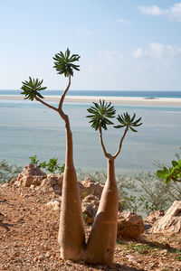 Socotra strange trees. cucumber tree