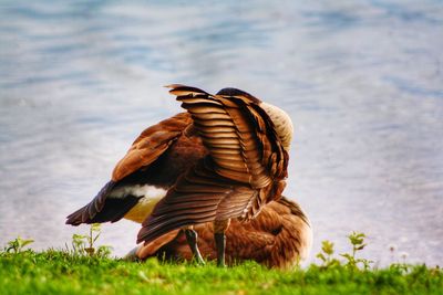 Bird flying over lake