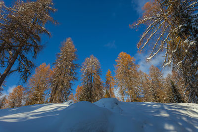 Beautiful larch trees with autumn colors after a snowfall, dolomites, italy