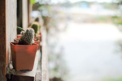 Close-up of cactus plant in pot