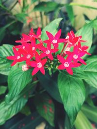 Close-up of red flowers