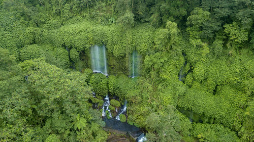 High angle view of plants growing on land