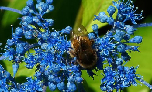 Close-up of bee on purple flowers