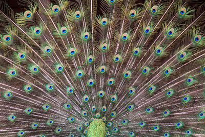 peacock