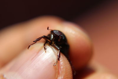 Close-up of insect on hand