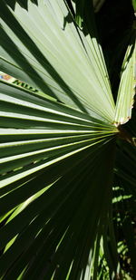 Close-up of palm leaves