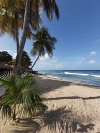 Palm trees on beach against sky