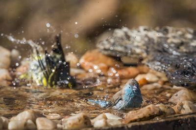 View of birds in lake