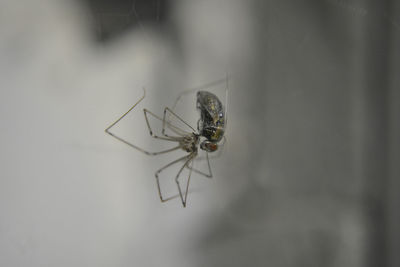 Close-up of spider on web